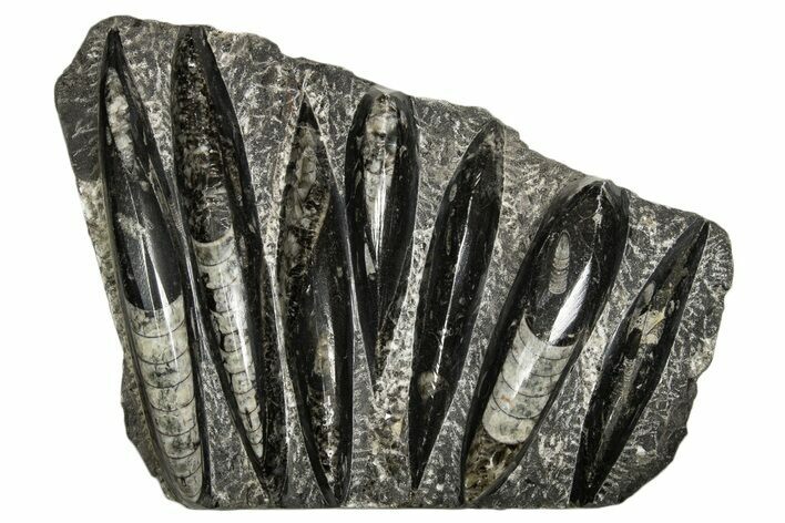 Polished Fossil Orthoceras (Cephalopod) Plate - Morocco #341171